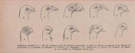Varation notable de la tete de quelques races de Pigeons voyageur. Stampa 1926 - copertina