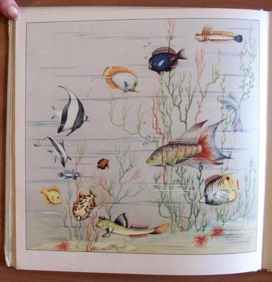 Animali Strani - Bruno Tomba - 5