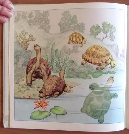 Animali Strani - Bruno Tomba - 6