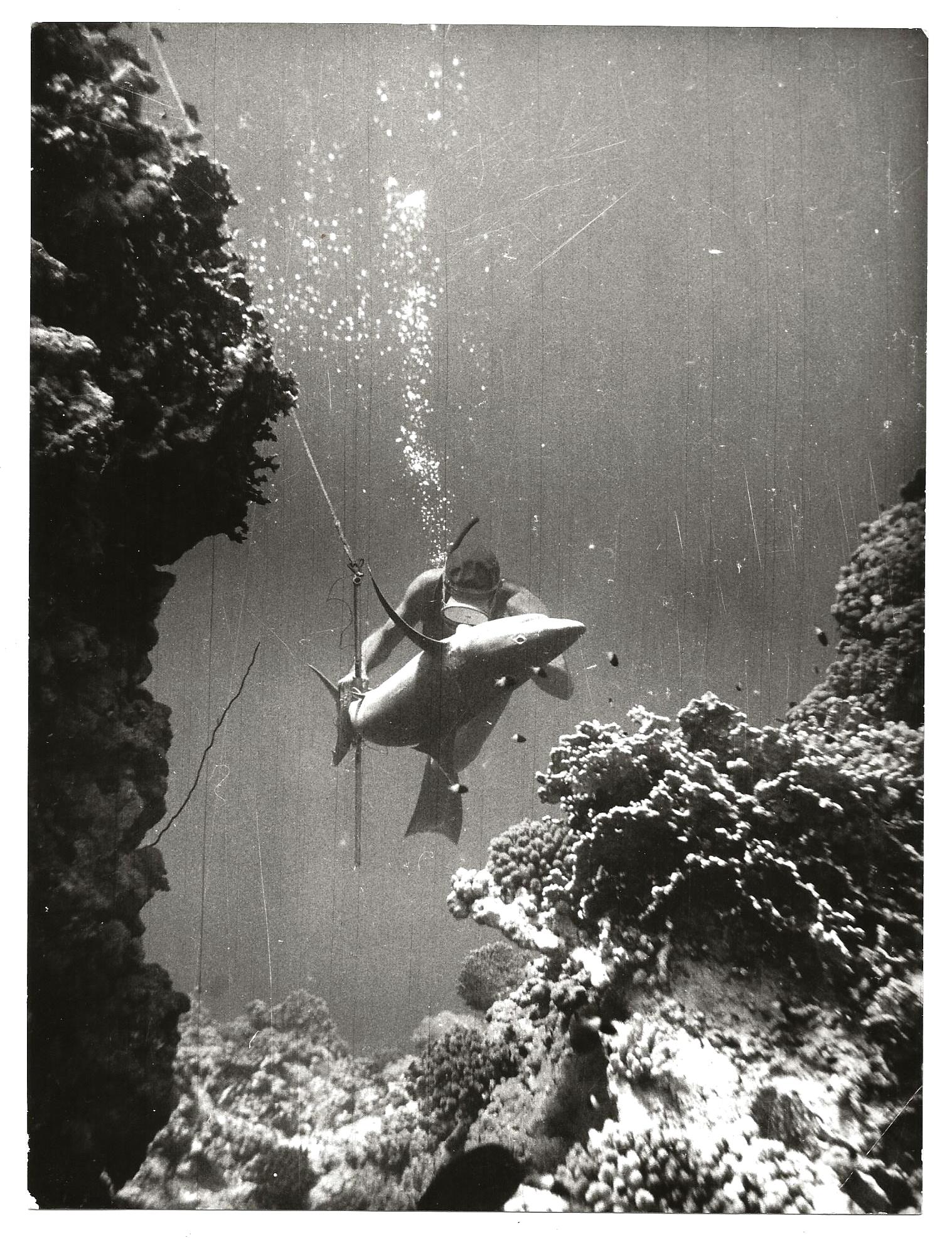 L'angolo del collezionista