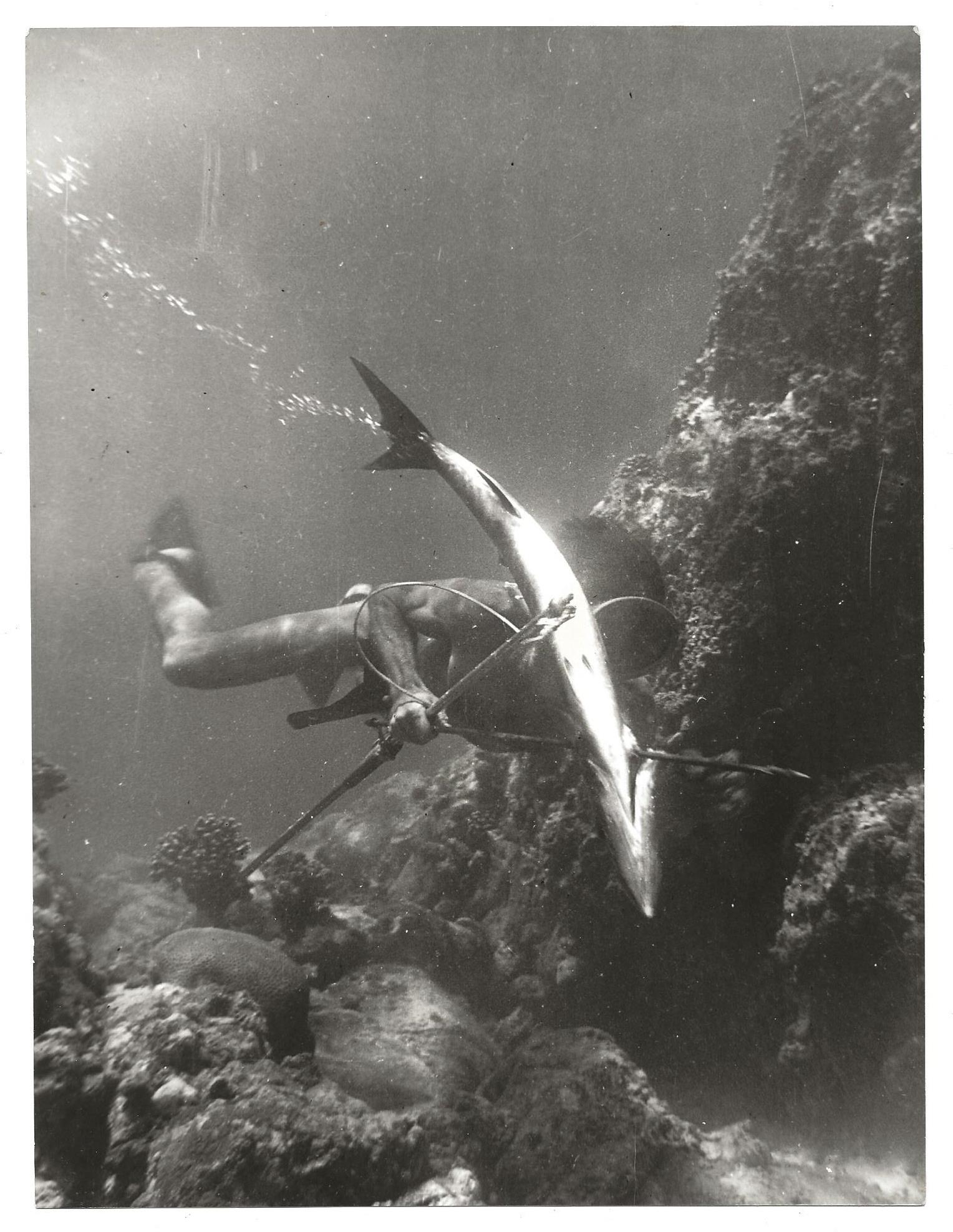 L'angolo del collezionista