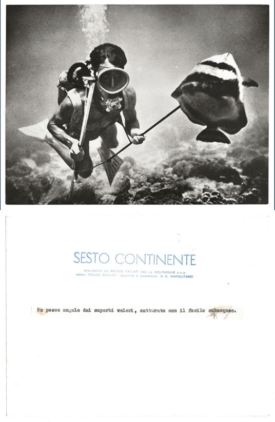 FOTO per SESTO CONTINENTE - Pesce Angelo catturato con fucile subacqueo con Timbri - copertina