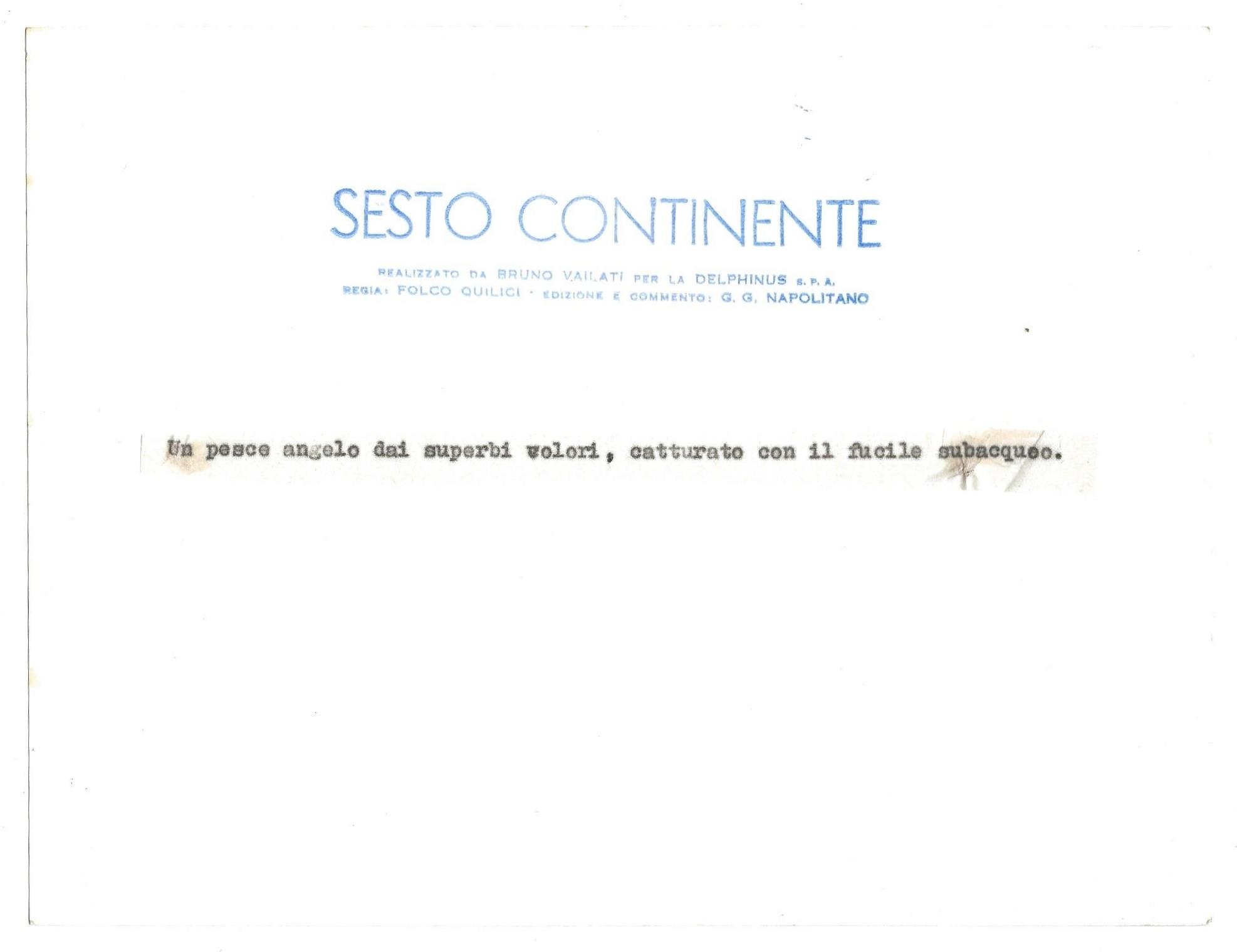 FOTO per SESTO CONTINENTE - Pesce Angelo catturato con fucile subacqueo con Timbri