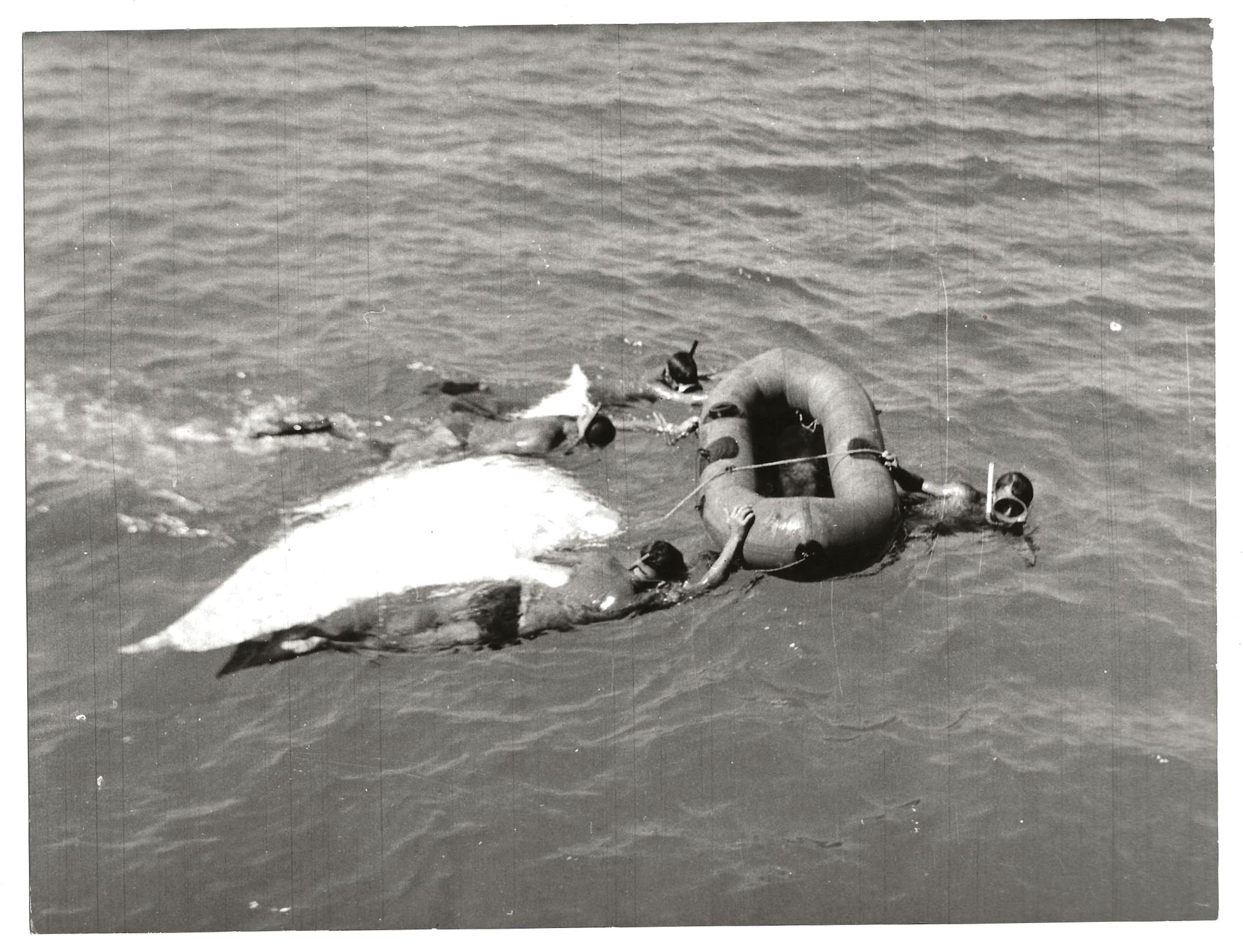 L'angolo del collezionista