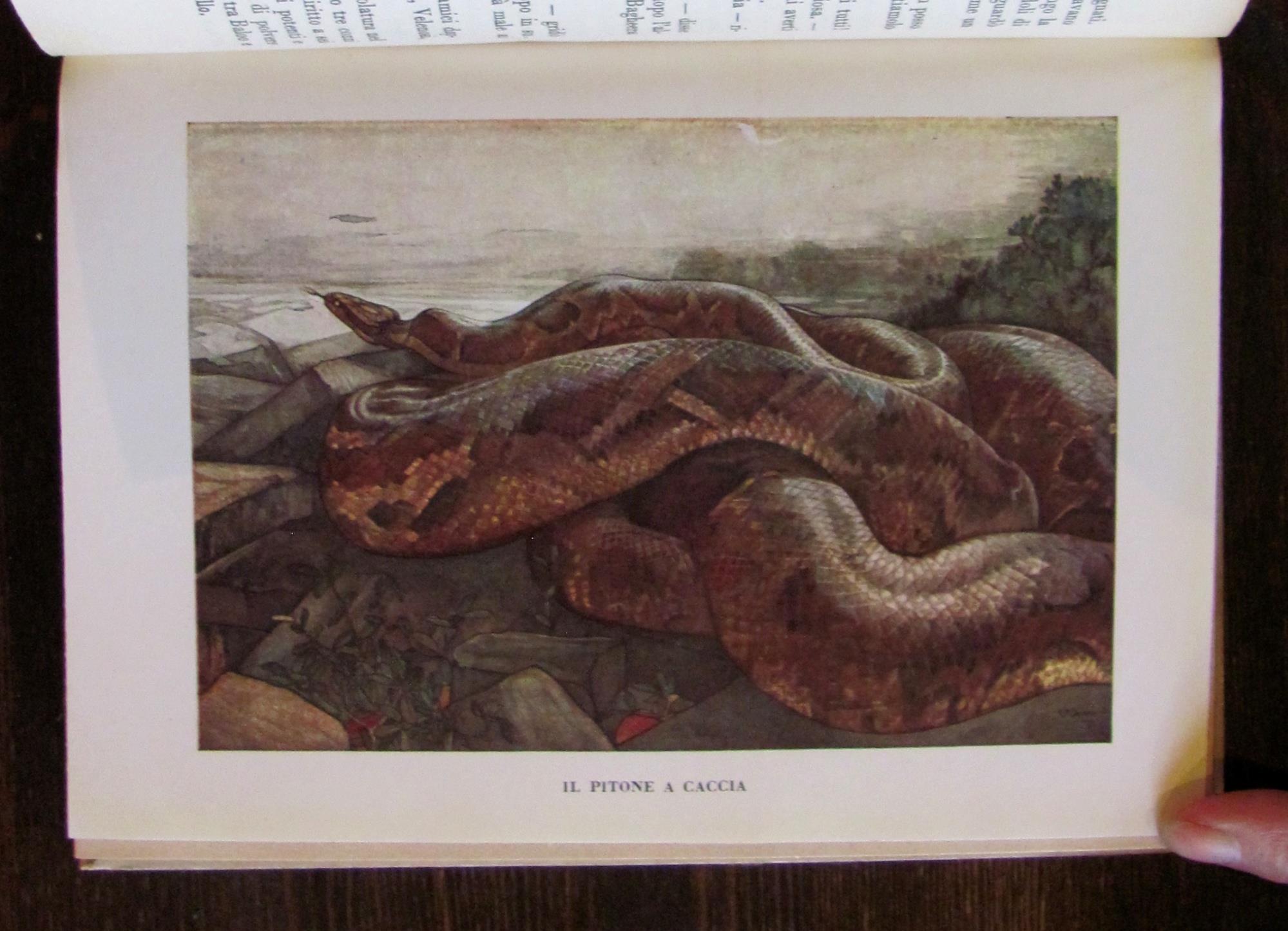 IL PRIMO LIBRO DELLA GIUNGLA, 1950 - ill. DETMOLD