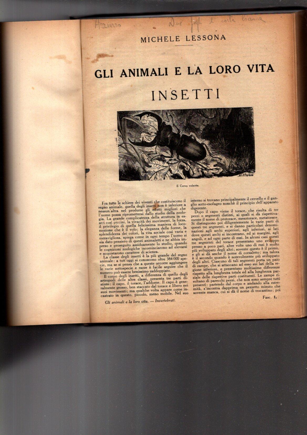 Gli Animali E La Loro Vita Insetti