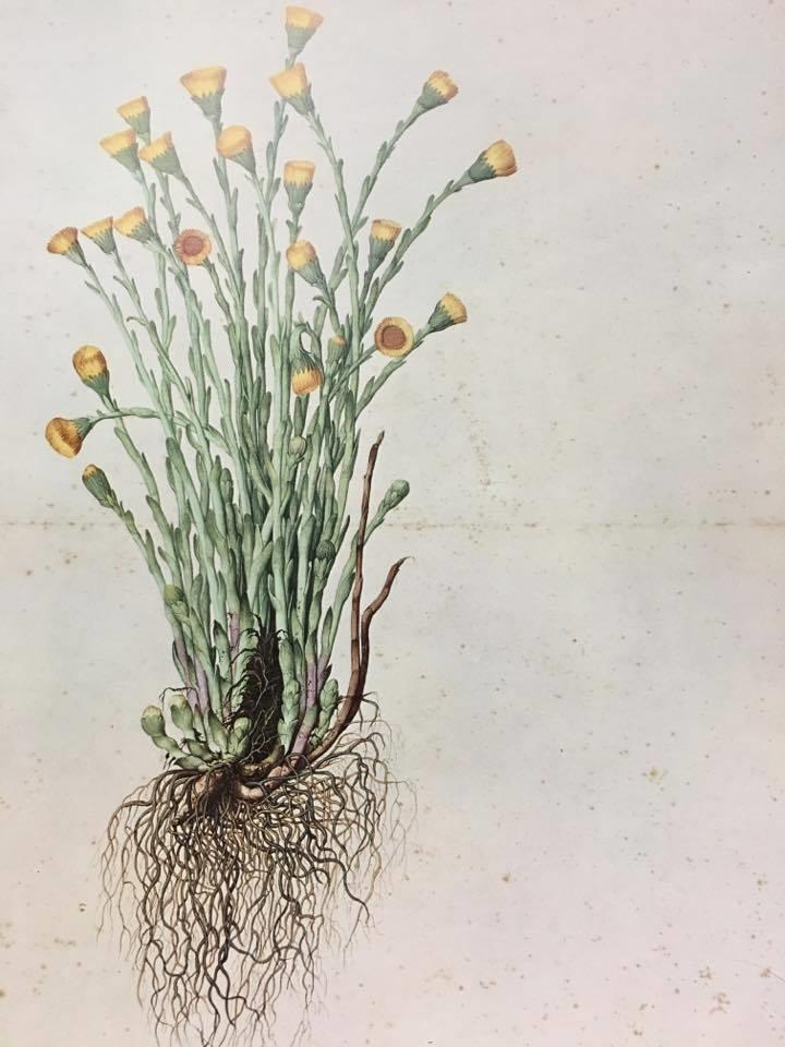 Acquarelli Di Jacopo Ligozzi