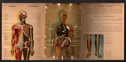 Il Corpo Umano Omaggio Della Co-Fa - copertina