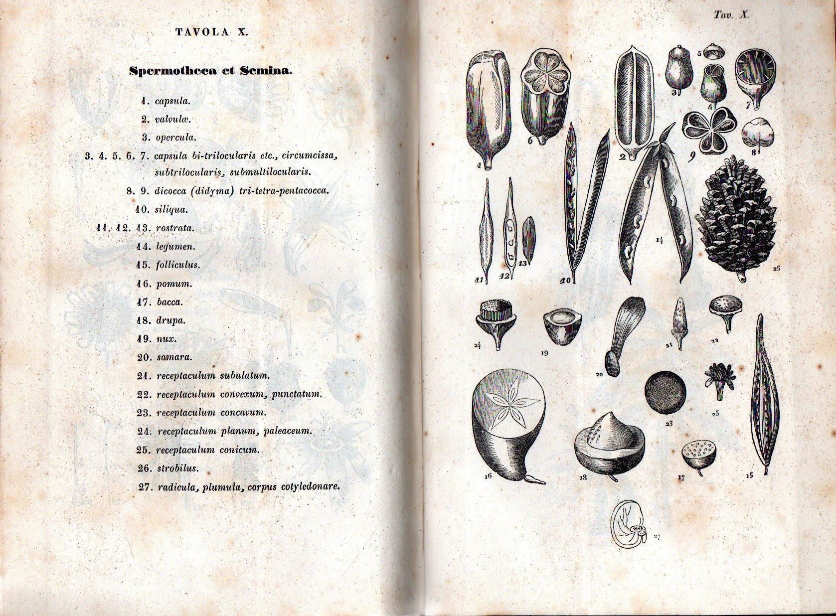 Manuale Botanico Enciclopedico popolare