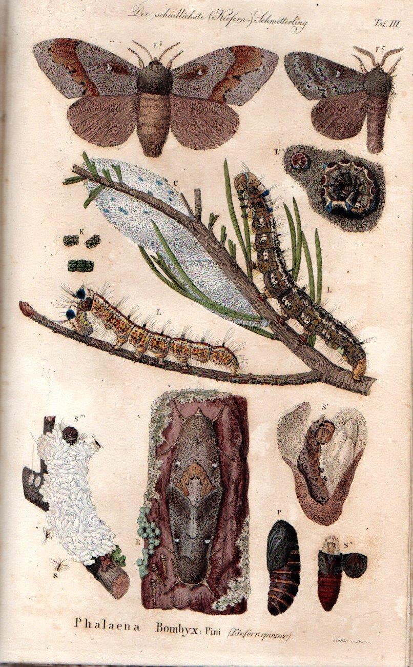 Les Hylophthires et leurs ennemis, ou Description des insectes les plus nuisibles aux forêts, ainsi que des autres animaux causant des dégàts dans les bois, avec une m´thode pour apprendre à les détruie et à ménager ceux qui leur font la guerre. Manu