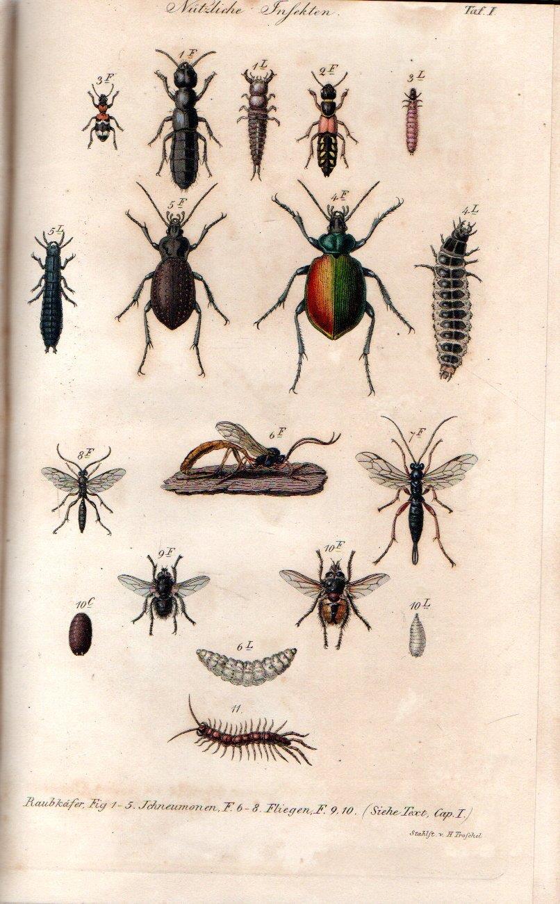 Les Hylophthires et leurs ennemis, ou Description des insectes les plus nuisibles aux forêts, ainsi que des autres animaux causant des dégàts dans les bois, avec une m´thode pour apprendre à les détruie et à ménager ceux qui leur font la guerre. Manu