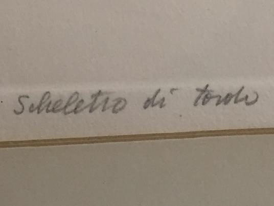Scheletro Di Tordo - Renzo Vespignani - 4
