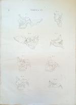 Tabula Anatomica Ci