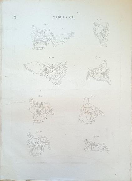 Tabula Anatomica Ci - copertina