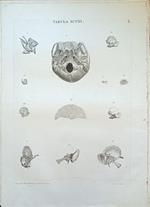 Tabula Anatomica Xcviii