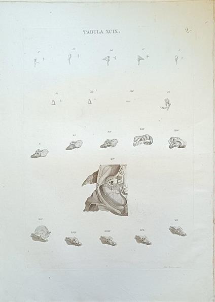 Tabula Anatomica Xcix - copertina