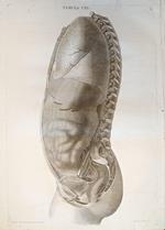 Tabula Anatomica Cxi