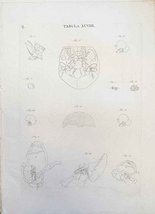 Tabula Anatomica Xcviii - copertina
