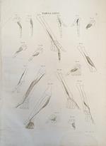 Tabula Anatomica Lxxvi