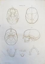 Tabula Anatomica Ix