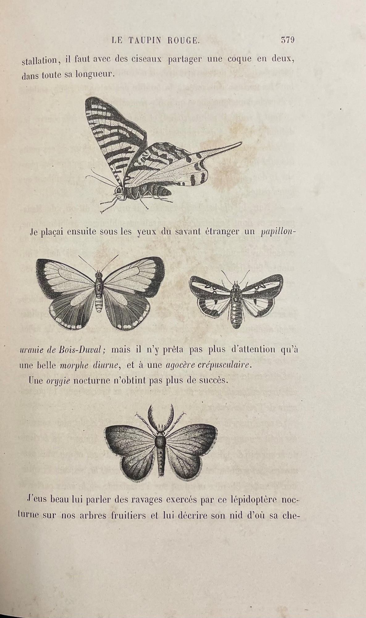 Le Monde Des Insectes