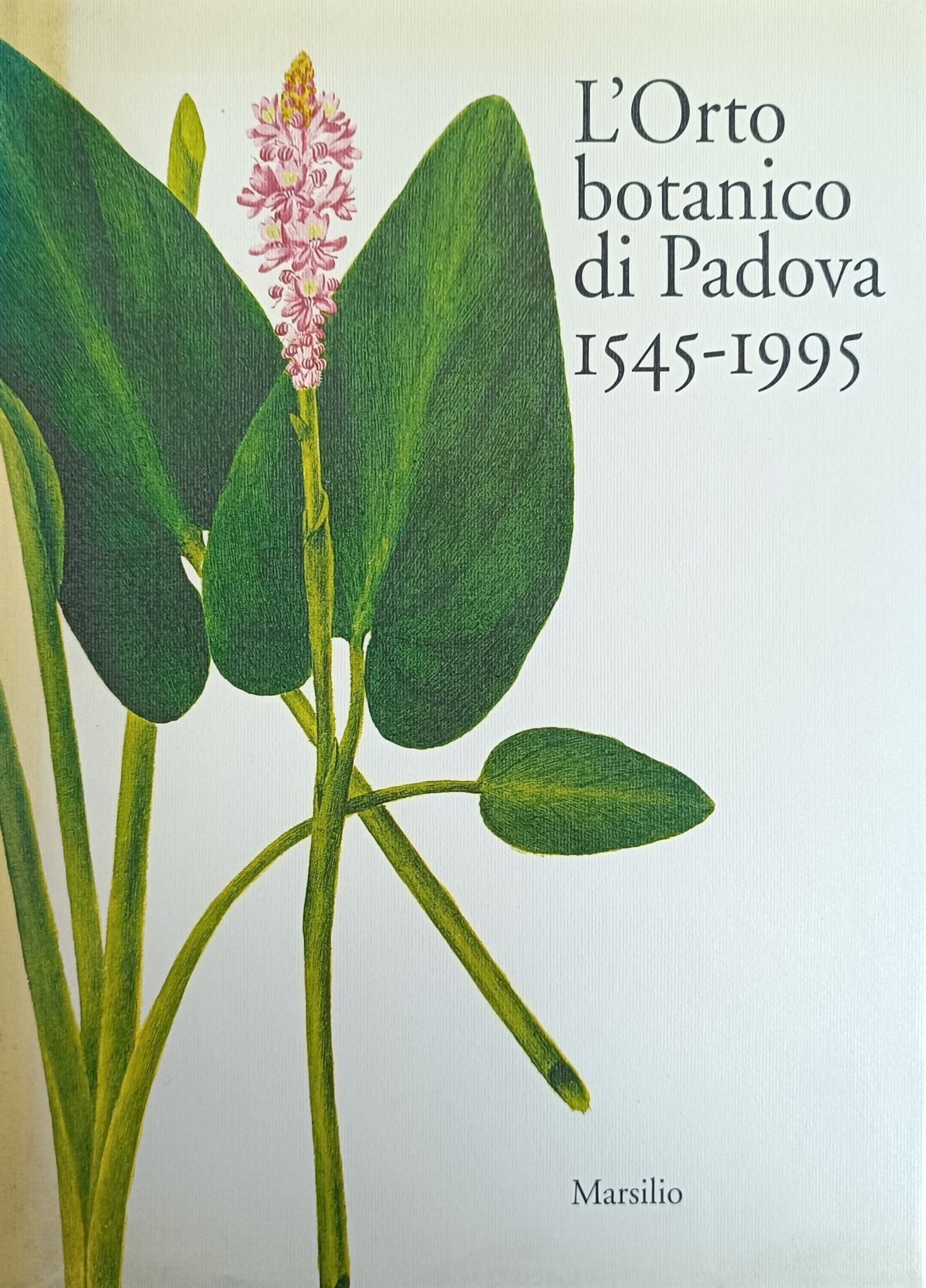 Libreria Minerva