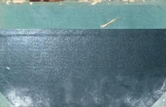 Il carnevale delle democrazie. Il Cavalier Mostardo - Antonio Beltramelli - 2