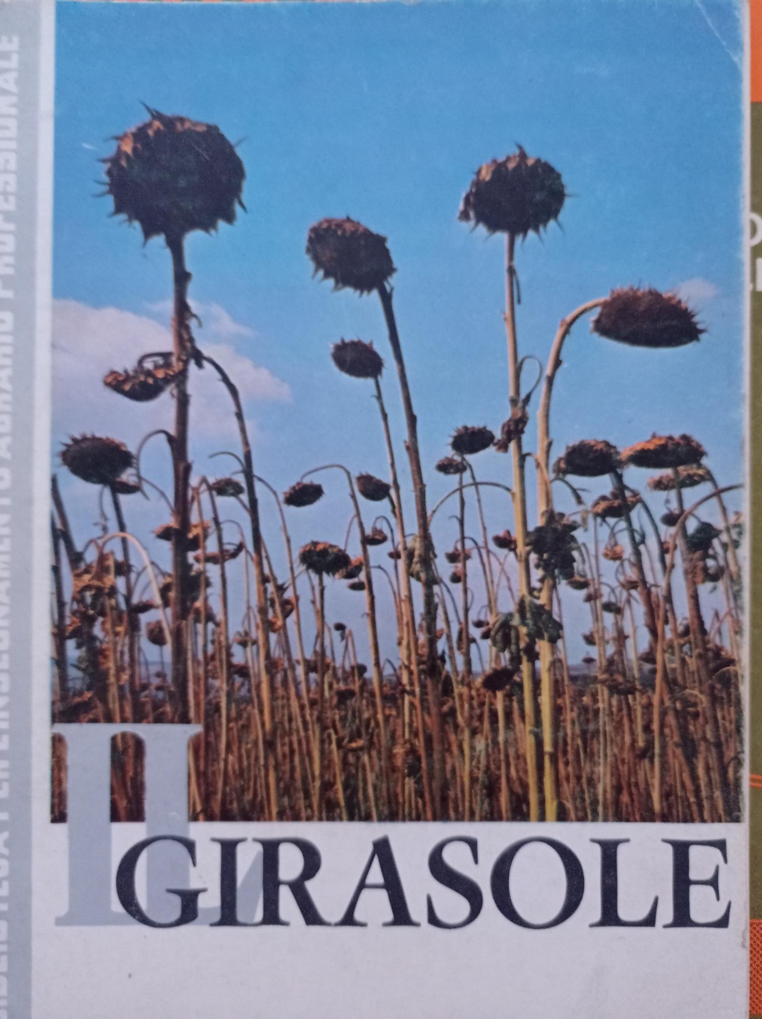 Il girasole