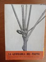 La gemmaiola del pioppo