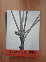 La gemmaiola del pioppo