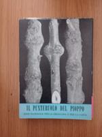 Il punteruolo del pioppo