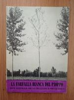 La farfalla bianca del pioppo