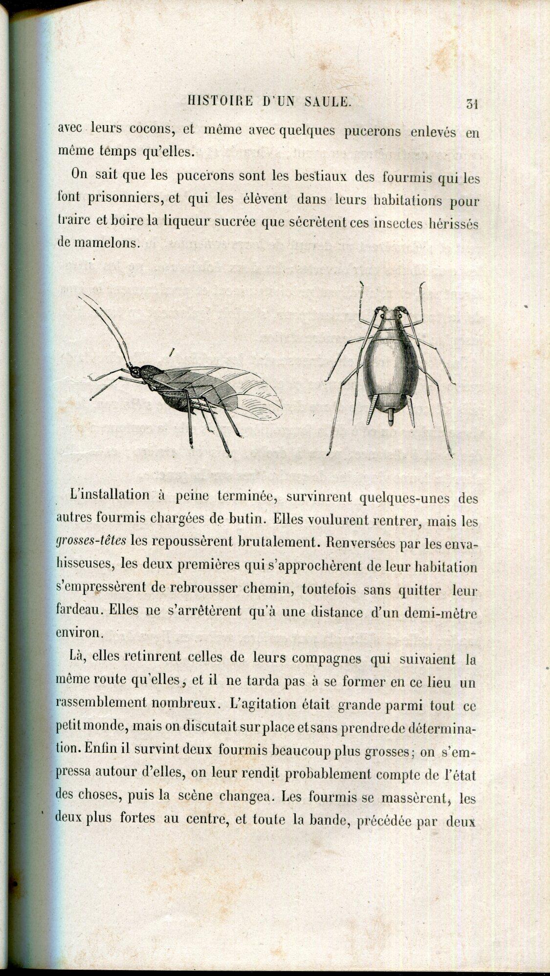 Le monde des insectes, illustré d'un grand nombre de vignettes sur bois gravées par Joliet, É. Thomas, Lacoste ... [et al.]Deuxieme edition revue et corrigee par l'auteur,