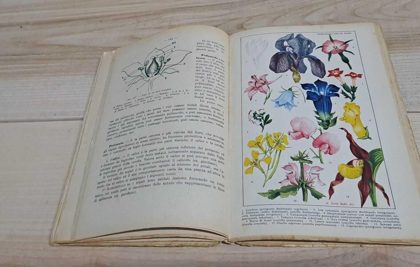 Scienze naturali. Zoologia e botanica