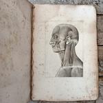 Elementi di anatomia esterna