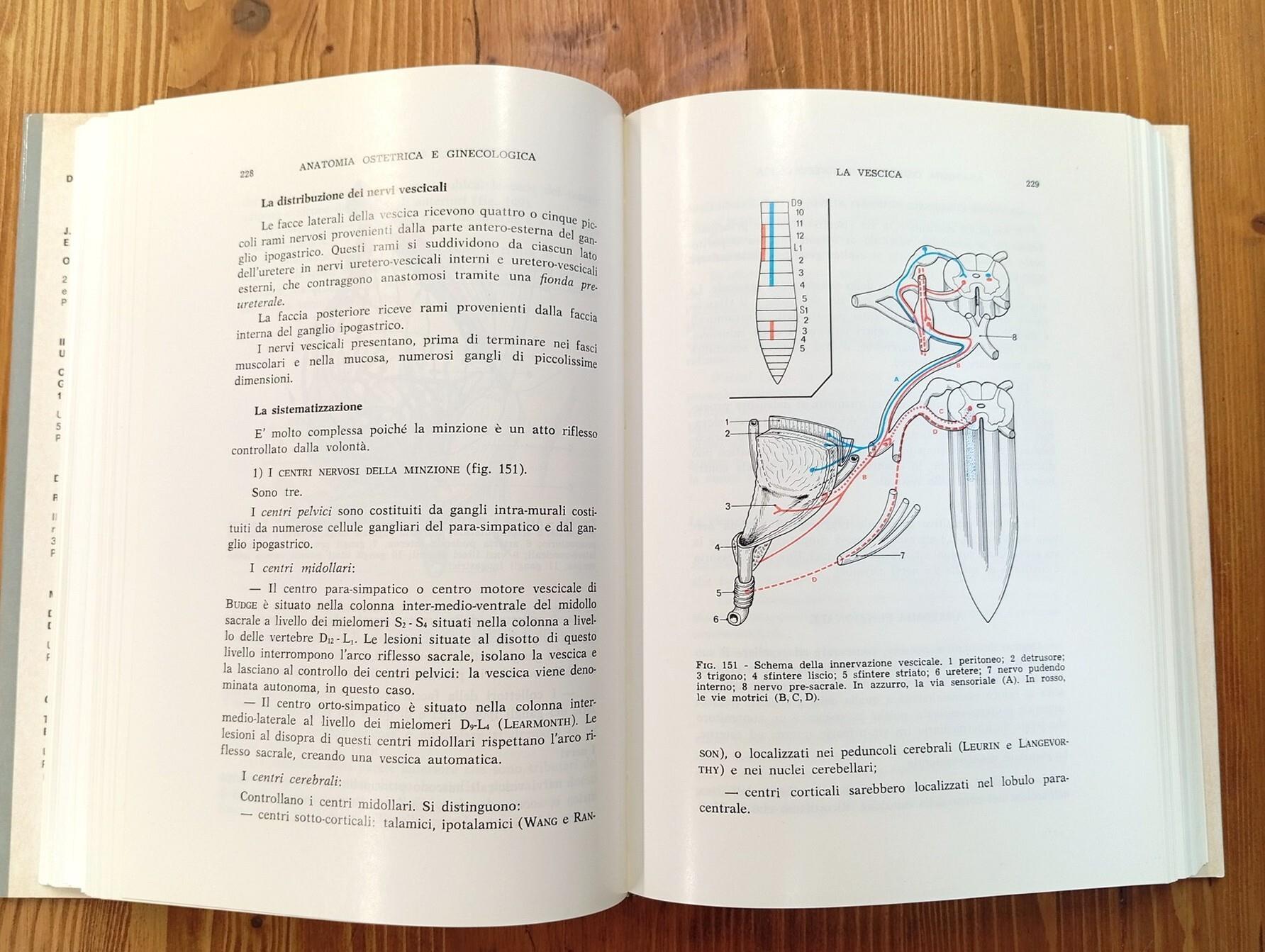 Anatomia ginecologica e ostetrica. Organogenesi, descrizione, esplorazione