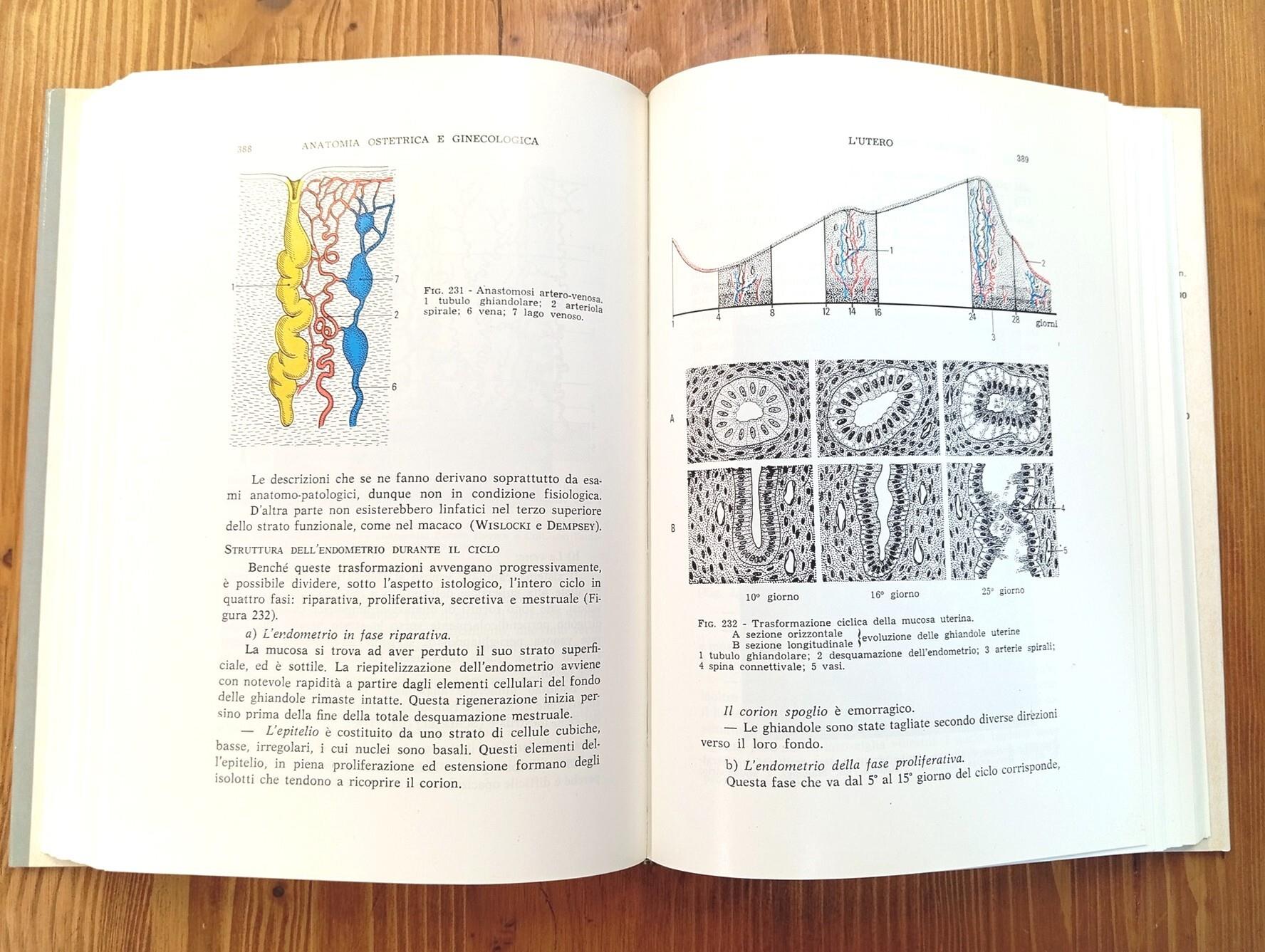 Anatomia ginecologica e ostetrica. Organogenesi, descrizione, esplorazione