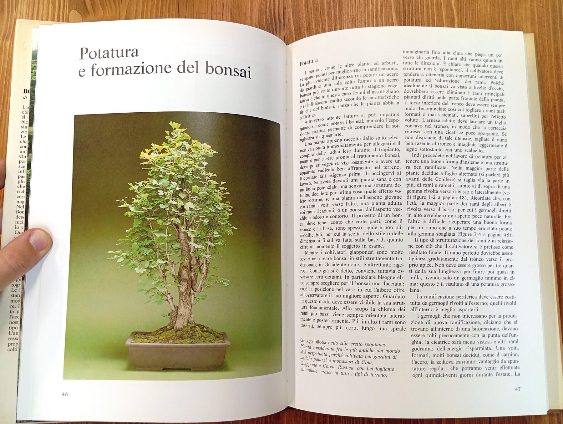 Bonsai