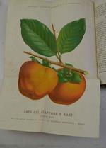 Manuale del frutticoltore italiano contenente la decsrizione e la coltivazione delle piante fruttifere che allignano in Italia unitamente alla coltivazione del gelso…