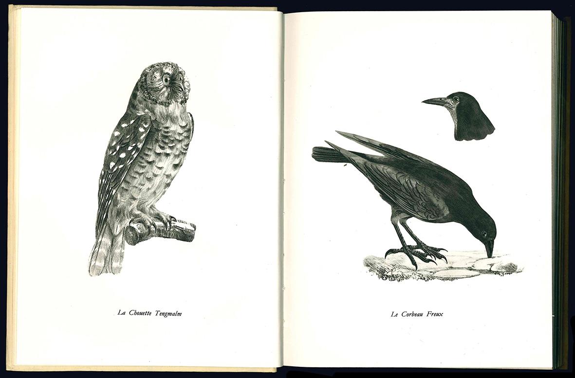 Libreria Alberto Govi