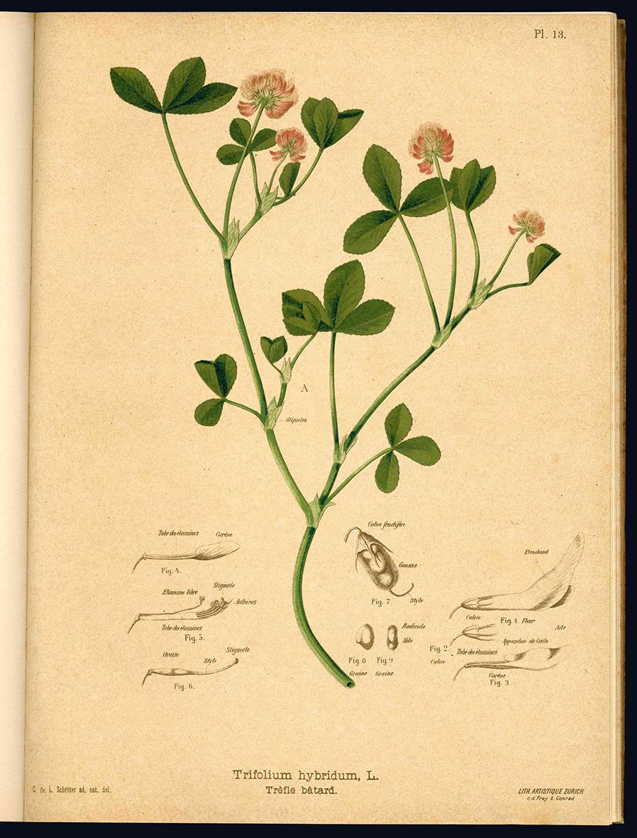 Les meilleures plantes fourragères. Descriptions et figures avec notices détaillées sur leur culture et leur valeur économique ainsi que sur la récolte des semences et leurs impuretés et falsifications, etc ... 1ere Partie [-2e Partie]