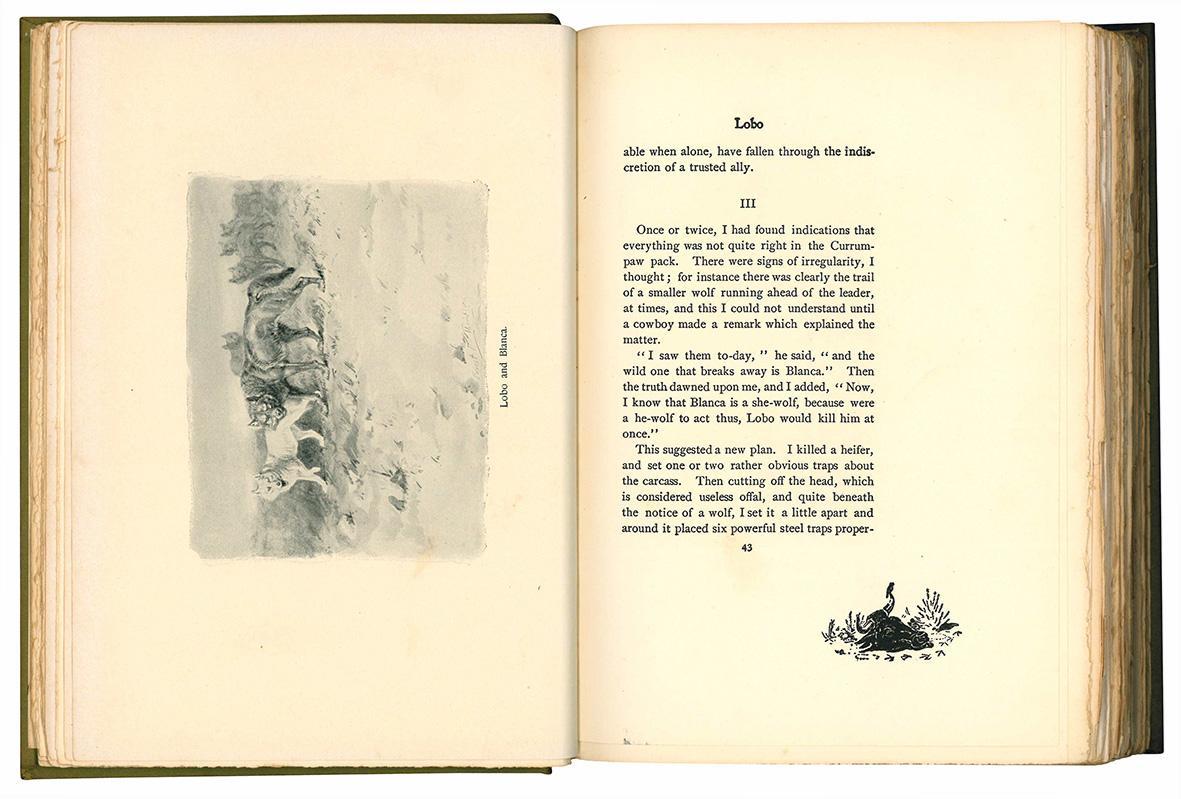 Wild animals i have known and 200 drawings, by Ernest Seton Thompson ... being the personal histories of Lobo, Silverspot, Raggylup, Bingo, the Springfield fox, the Pacing mustang, Wully and Redruff