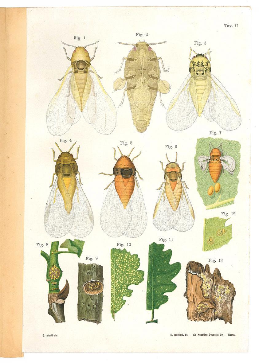 Libreria Alberto Govi