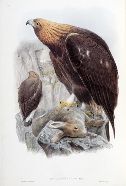 The Birds of Great Britain - John Gould - copertina