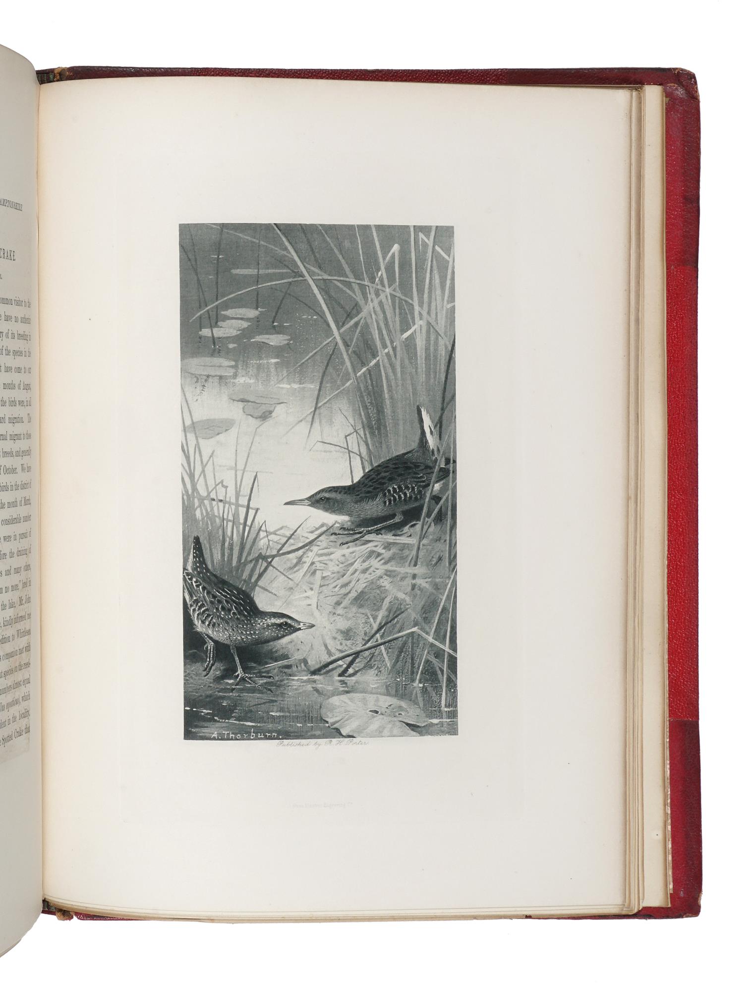 Notes on the Birds of Northamptonshire and Neighbourhood. Illustrated by Messrs. A Thorburn and G. E. Lodge. And a map. Vol. I [-II]
