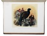 Game birds and shooting-sketches illustrating the habits, modes of capture, stages of plumage, and the hybrids and varieties which occur amongst them