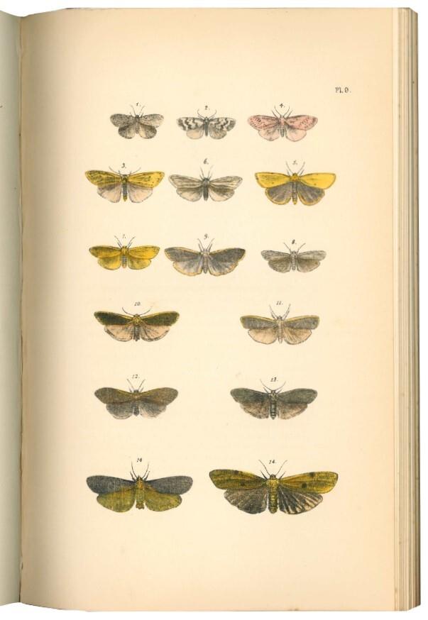 A natural history of British moths. 4 volumi
