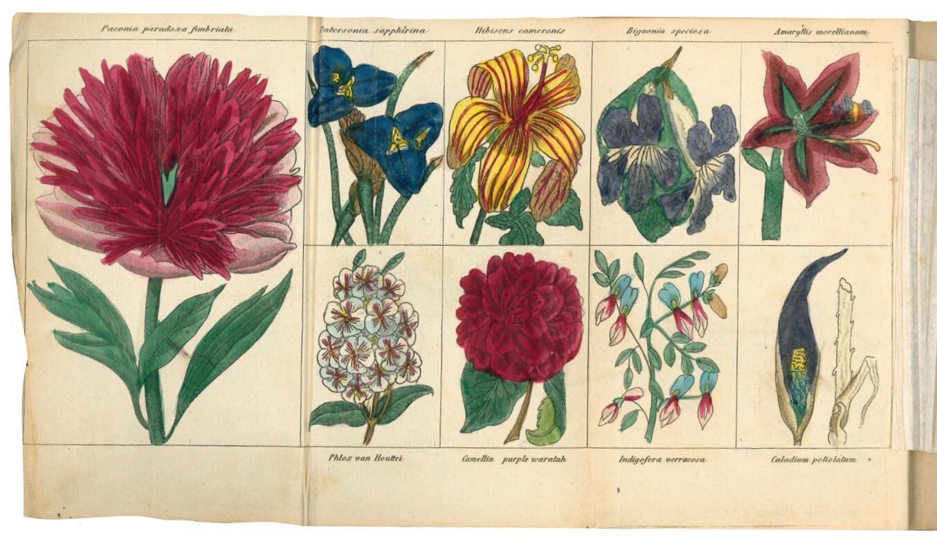 Libreria Alberto Govi