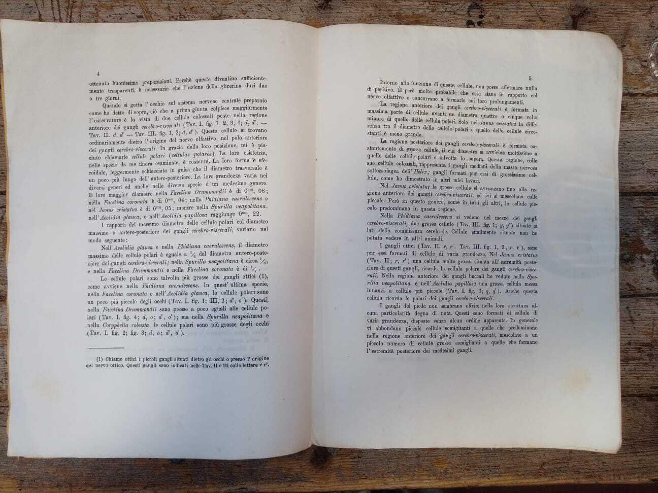 Nuove ricerche sull'organizzazione del cervello degli eolidei