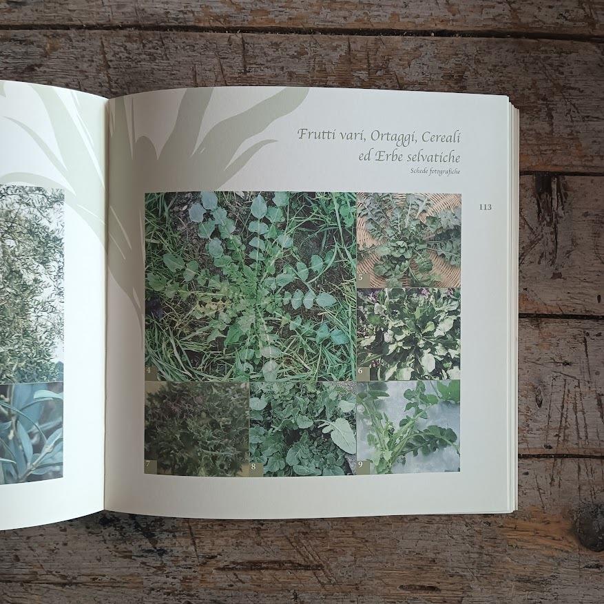 I frutti ritrovati nella Marca d'Ancona